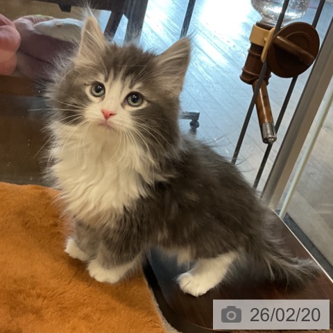 ノルウェージャンフォレストキャットの写真