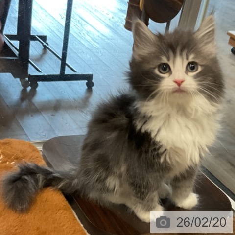 ノルウェージャンフォレストキャットの写真