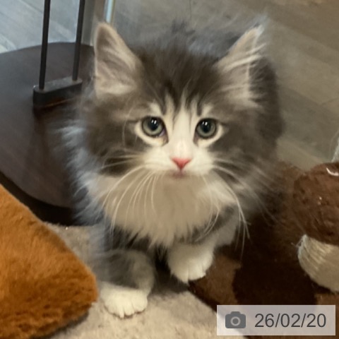 ノルウェージャンフォレストキャットの写真