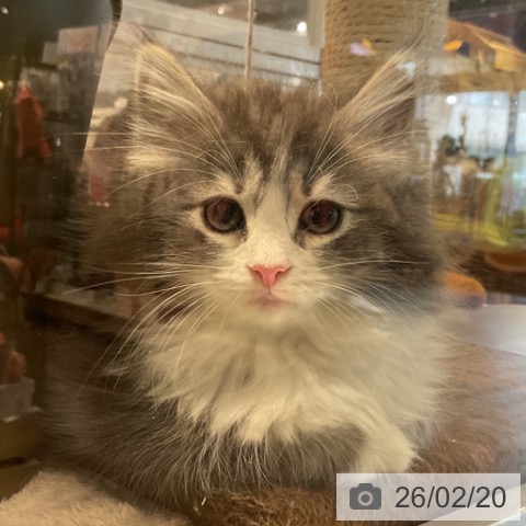 ノルウェージャンフォレストキャットの写真