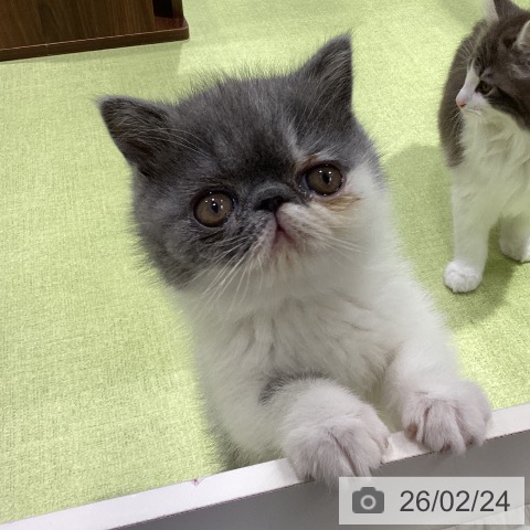 長野県のエキゾチック (ペットプラス 松本店/2025年12月15日生まれ/男の子/ブルーホワイト)の子猫の3枚目の画像