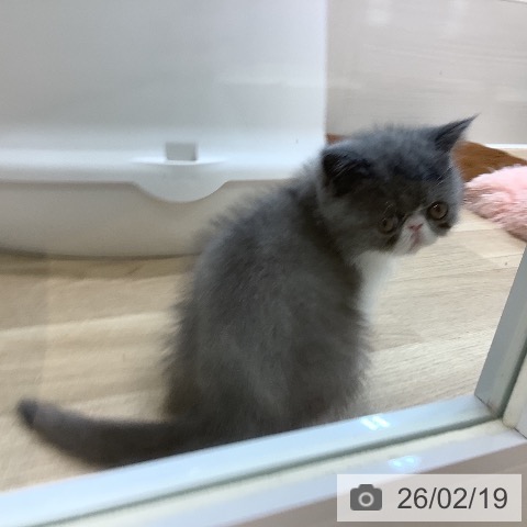 エキゾチックの写真