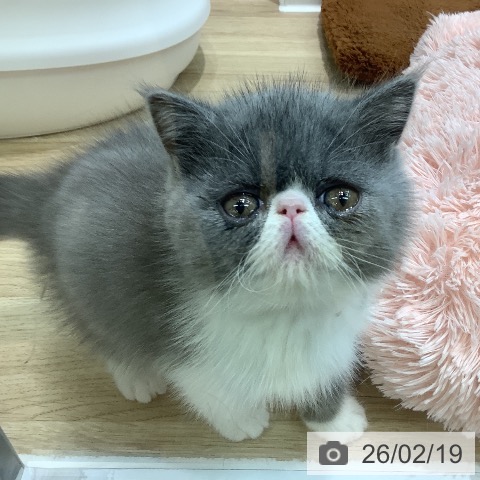 エキゾチックの写真