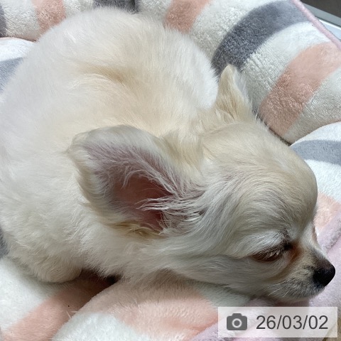 宮城県のチワワ(ロング) (ペットプラス 名取店/2025年12月18日生まれ/女の子/クリームホワイト)の子犬の4枚目の画像