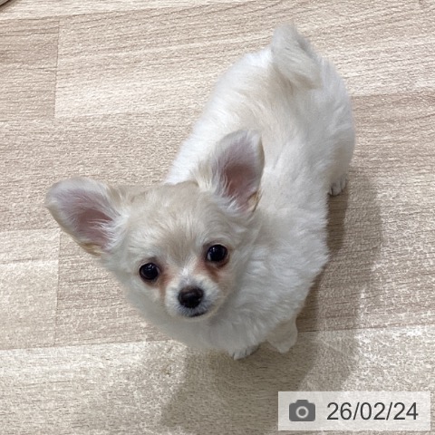 宮城県のチワワ(ロング) (ペットプラス 名取店/2025年12月18日生まれ/女の子/クリームホワイト)の子犬の3枚目の画像