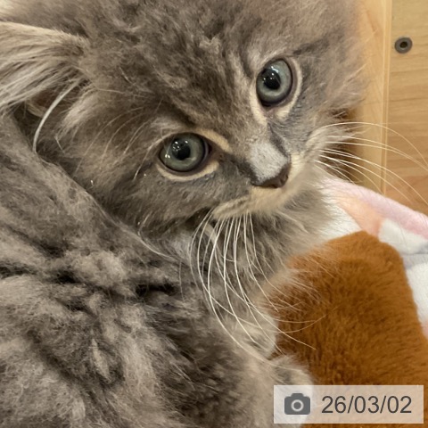 ラガマフィンの写真