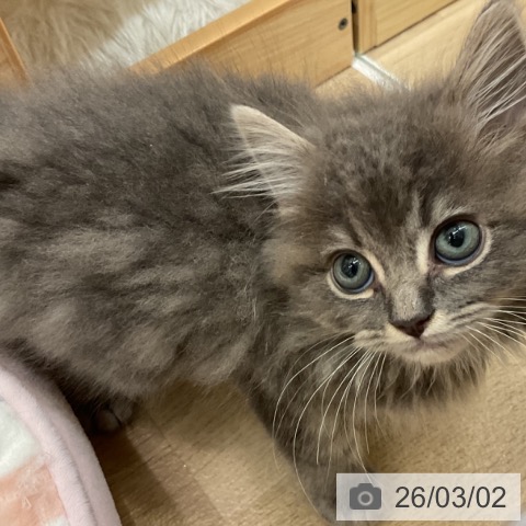 ラガマフィンの写真