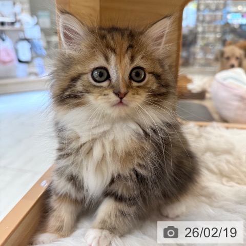 ラガマフィンの写真