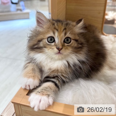 ラガマフィンの写真