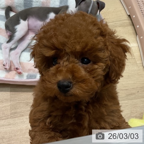 埼玉県のトイプードル(トイ) (ペットプラス ららぽーと新三郷店/2025年12月10日生まれ/女の子/レッド)の子犬の3枚目の画像