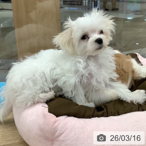 マルチーズの写真