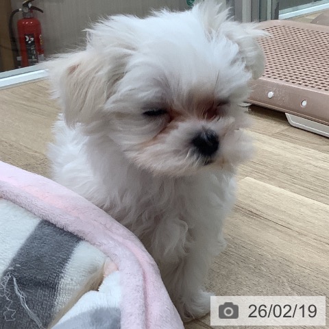 東京都のマルチーズ (ペットプラス 日の出店/2025年12月12日生まれ/男の子/ホワイト)の子犬の3枚目の画像