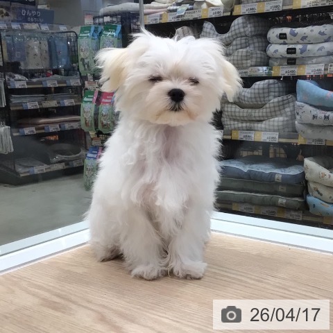 マルチーズの写真