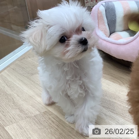 東京都のマルチーズ (ペットプラス 日の出店/2025年12月12日生まれ/男の子/ホワイト)の子犬の3枚目の画像