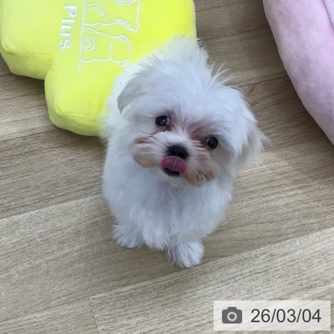 マルチーズの写真