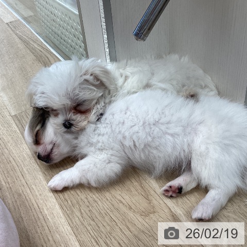 マルチーズの写真