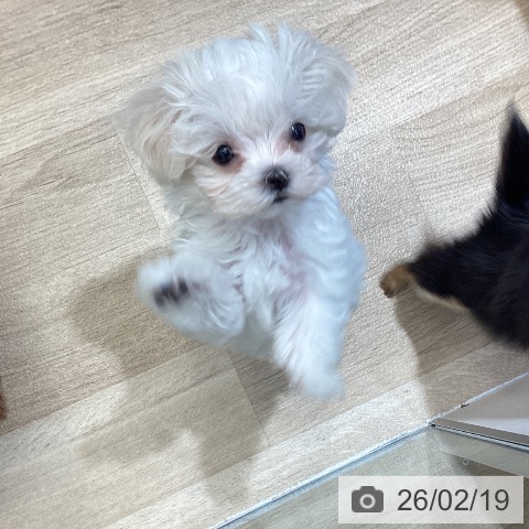マルチーズの写真