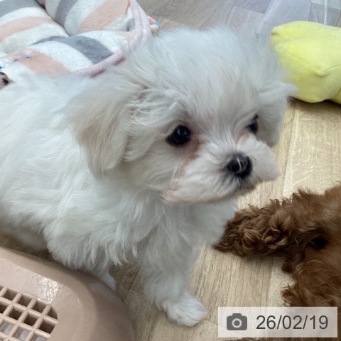 マルチーズの写真