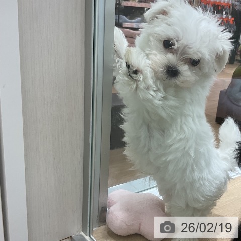 岩手県のマルチーズ (ペットプラス 盛岡南店/2025年12月16日生まれ/男の子/ホワイト)の子犬の3枚目の画像