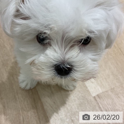 岩手県のマルチーズ (ペットプラス 盛岡南店/2025年12月16日生まれ/男の子/ホワイト)の子犬の3枚目の画像