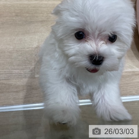 埼玉県のマルチーズ (ペットプラス ららぽーと富士見店/2025年12月16日生まれ/女の子/ホワイト)の子犬の3枚目の画像