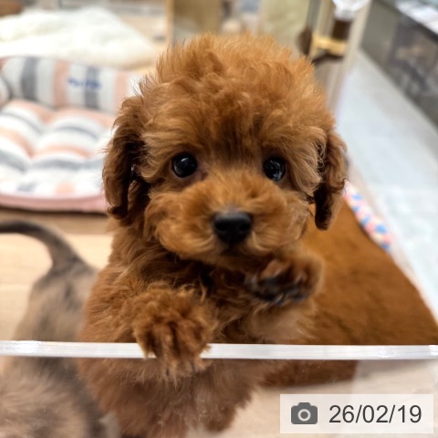 トイ・プードルの写真