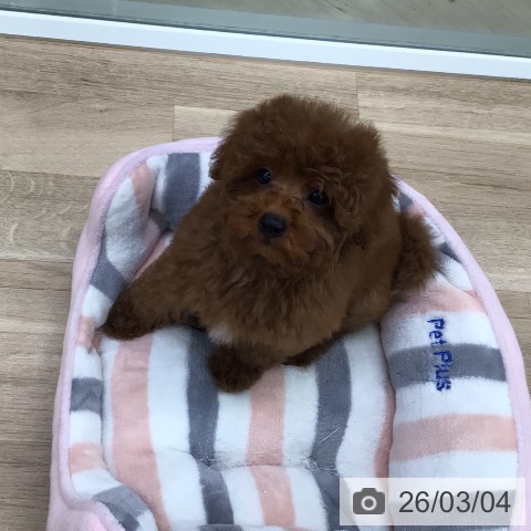 東京都のトイプードル(トイ) (ペットプラス 日の出店/2025年12月18日生まれ/男の子/レッド)の子犬の4枚目の画像