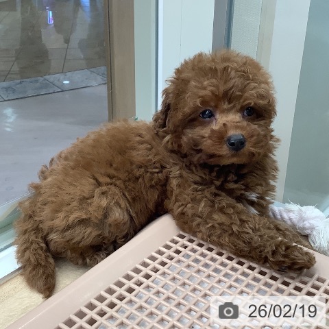 東京都のトイプードル(トイ) (ペットプラス 日の出店/2025年12月18日生まれ/男の子/レッド)の子犬の3枚目の画像