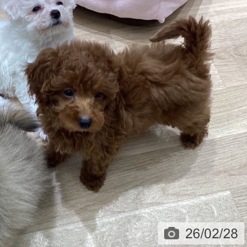 宮城県のトイプードル(トイ) (ペットプラス 名取店/2025年12月18日生まれ/男の子/レッド)の子犬の4枚目の画像