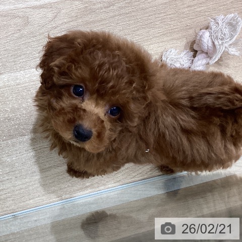 宮城県のトイプードル(トイ) (ペットプラス 名取店/2025年12月18日生まれ/男の子/レッド)の子犬の3枚目の画像