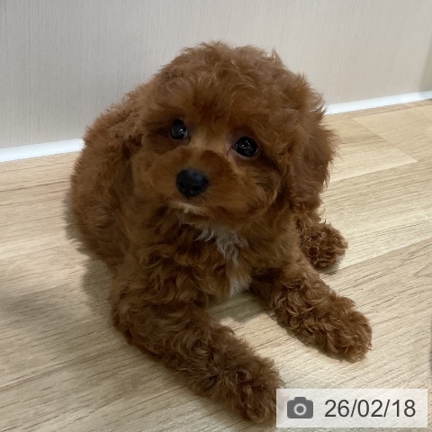 トイ・プードルの写真