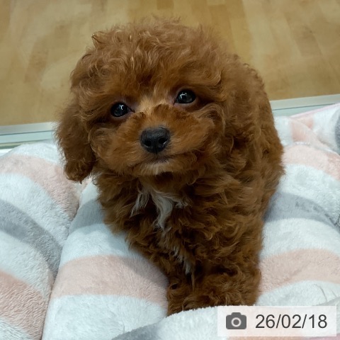 トイ・プードルの写真