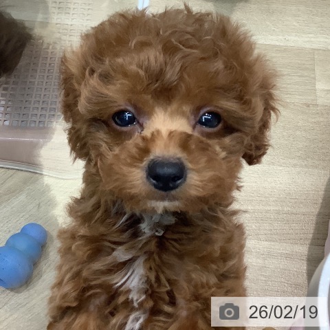 トイ・プードルの写真