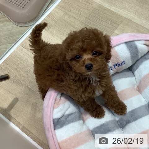 トイ・プードルの写真