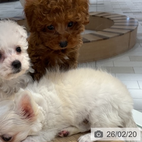 トイ・プードルの写真