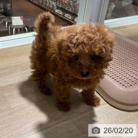 トイ・プードルの写真