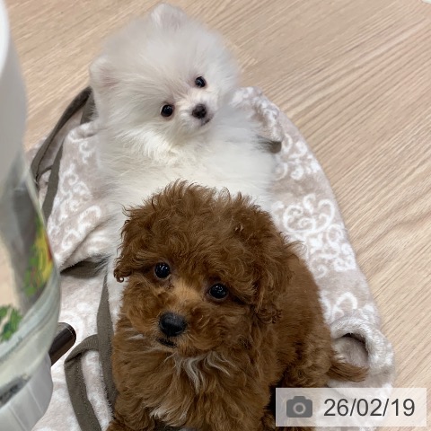 千葉県のトイプードル(トイ) (ペットプラス 幕張新都心店/2025年12月18日生まれ/女の子/レッド)の子犬の3枚目の画像