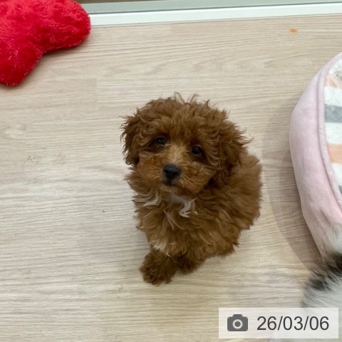 千葉県のトイプードル(トイ) (ペットプラス 幕張新都心店/2025年12月18日生まれ/女の子/レッド)の子犬の3枚目の画像