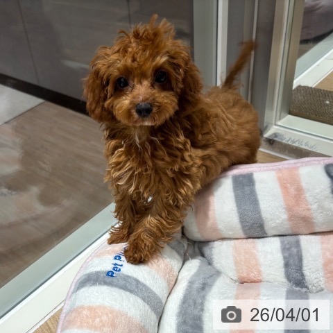 千葉県のトイプードル(トイ) (ペットプラス 木更津店/2025年12月18日生まれ/女の子/レッド)の子犬の4枚目の画像