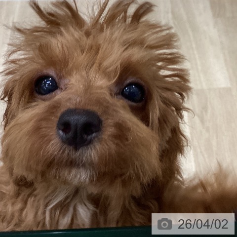 千葉県のトイプードル(トイ) (ペットプラス 木更津店/2025年12月18日生まれ/女の子/レッド)の子犬の4枚目の画像