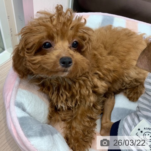 千葉県のトイプードル(トイ) (ペットプラス 木更津店/2025年12月18日生まれ/女の子/レッド)の子犬の3枚目の画像