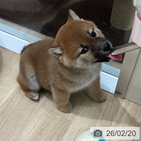 東京都の柴犬(標準サイズ) (ペットプラス 立川高島屋S.C.店/2025年12月15日生まれ/女の子/赤)の子犬の4枚目の画像