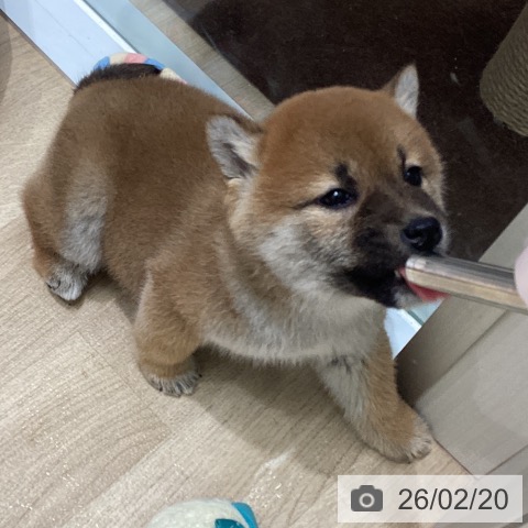 東京都の柴犬(標準サイズ) (ペットプラス 立川高島屋S.C.店/2025年12月15日生まれ/女の子/赤)の子犬の3枚目の画像