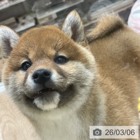 柴の写真