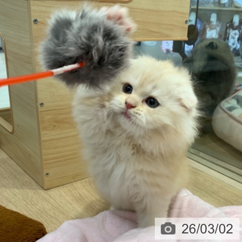 東京都のスコティッシュフォールド (ペットプラス アクアシティお台場店/2025年12月18日生まれ/男の子/レッドタビーホワイト)の子猫の4枚目の画像