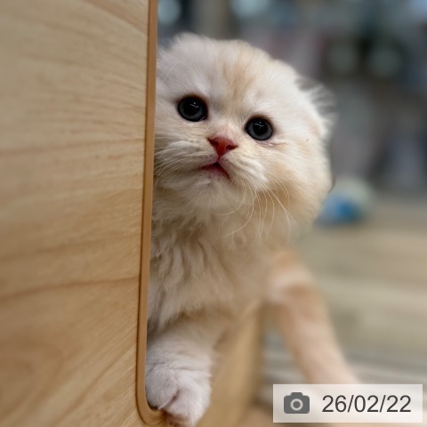 東京都のスコティッシュフォールド (ペットプラス アクアシティお台場店/2025年12月18日生まれ/男の子/レッドタビーホワイト)の子猫の3枚目の画像