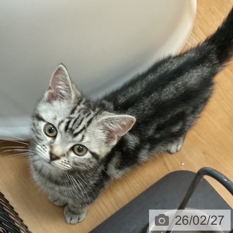 アメリカンショートヘアの写真