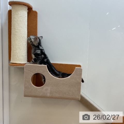 アメリカンショートヘアの写真