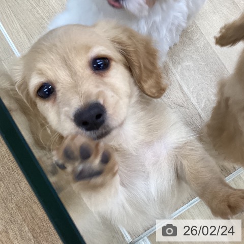 福島県のミニチュアダックスフンド(ロング) (ペットプラス 福島店/2025年12月15日生まれ/女の子/イエロー)の子犬の3枚目の画像