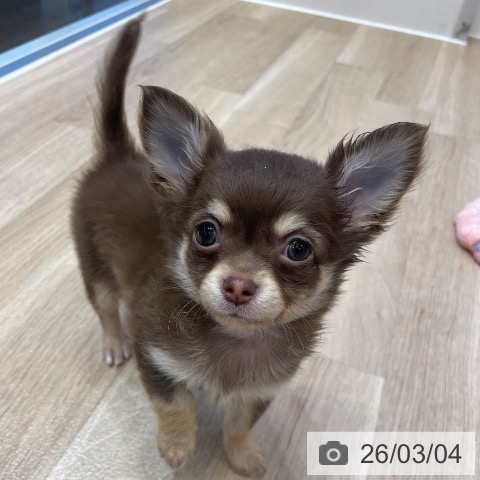 神奈川県のチワワ(ロング) (ペットプラス テラスモール湘南店/2025年12月21日生まれ/男の子/チョコレートタン)の子犬の4枚目の画像